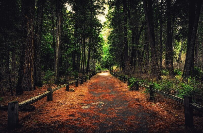 Forest Path with Pine Needles — Brown, Serene