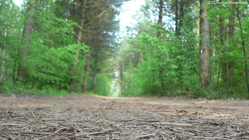Forest path with pine needles