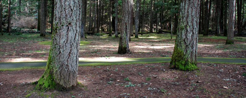 Forest path with pine trees