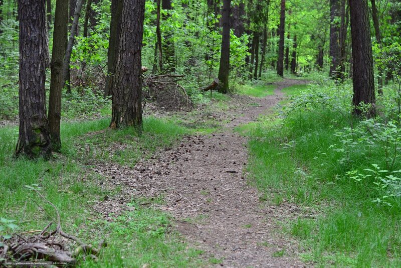 Forest Path with Pine Trees — Green, Serene, Spring