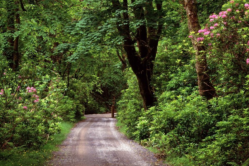Forest path with pink flowers