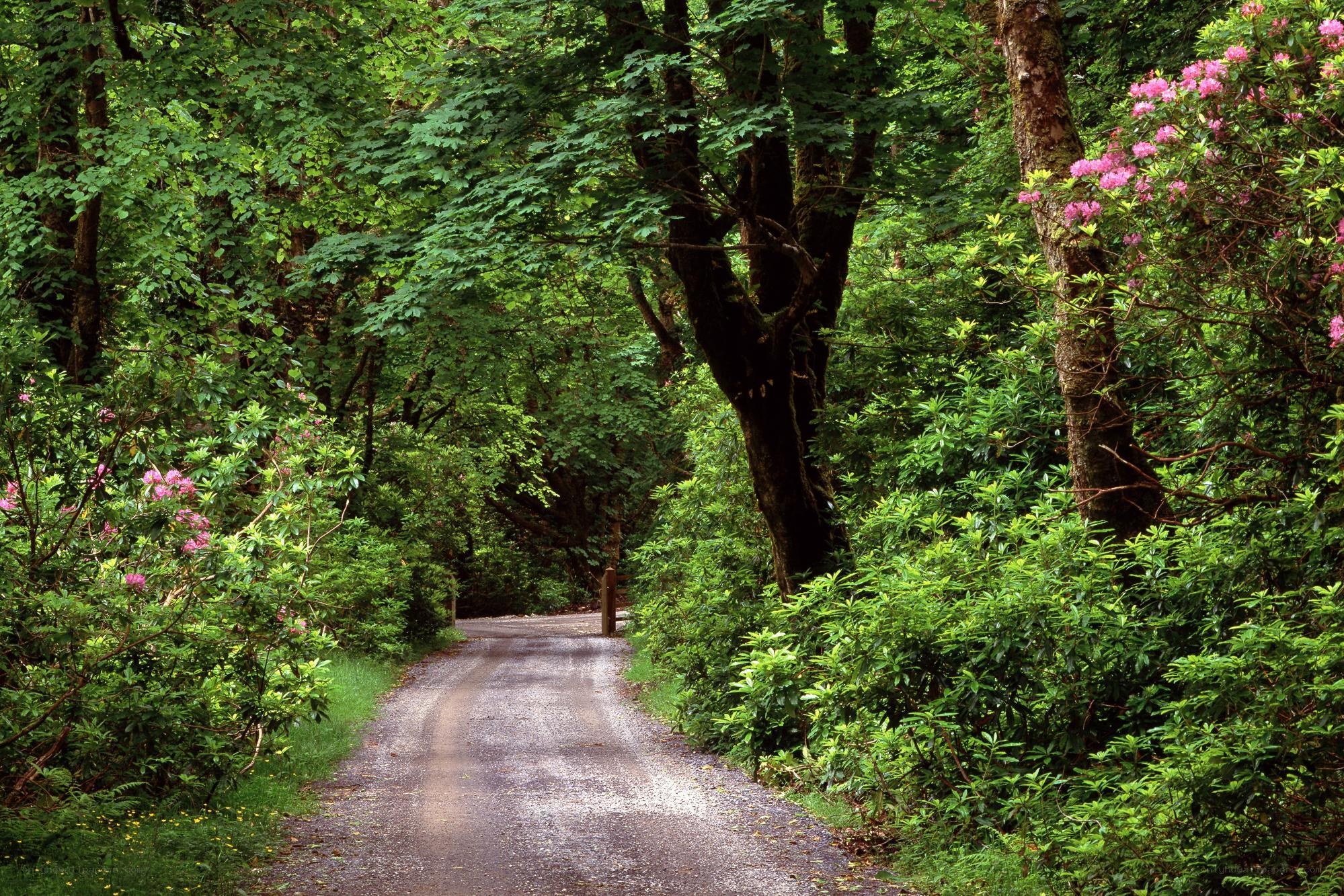 Forest path with pink flowers