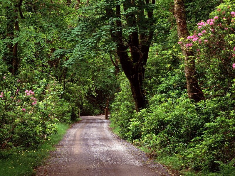 Forest path with pink flowers