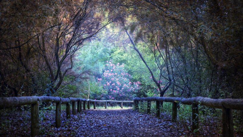 Forest path with pink flowers