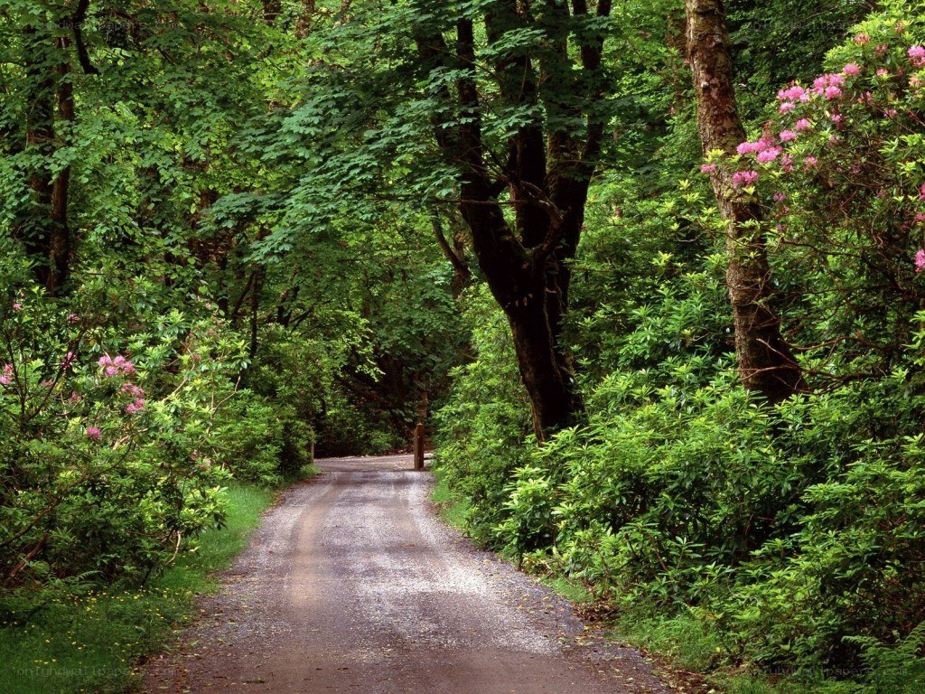 Forest path with pink flowers