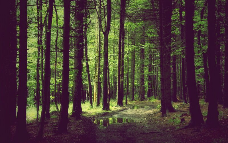 Forest path with puddles