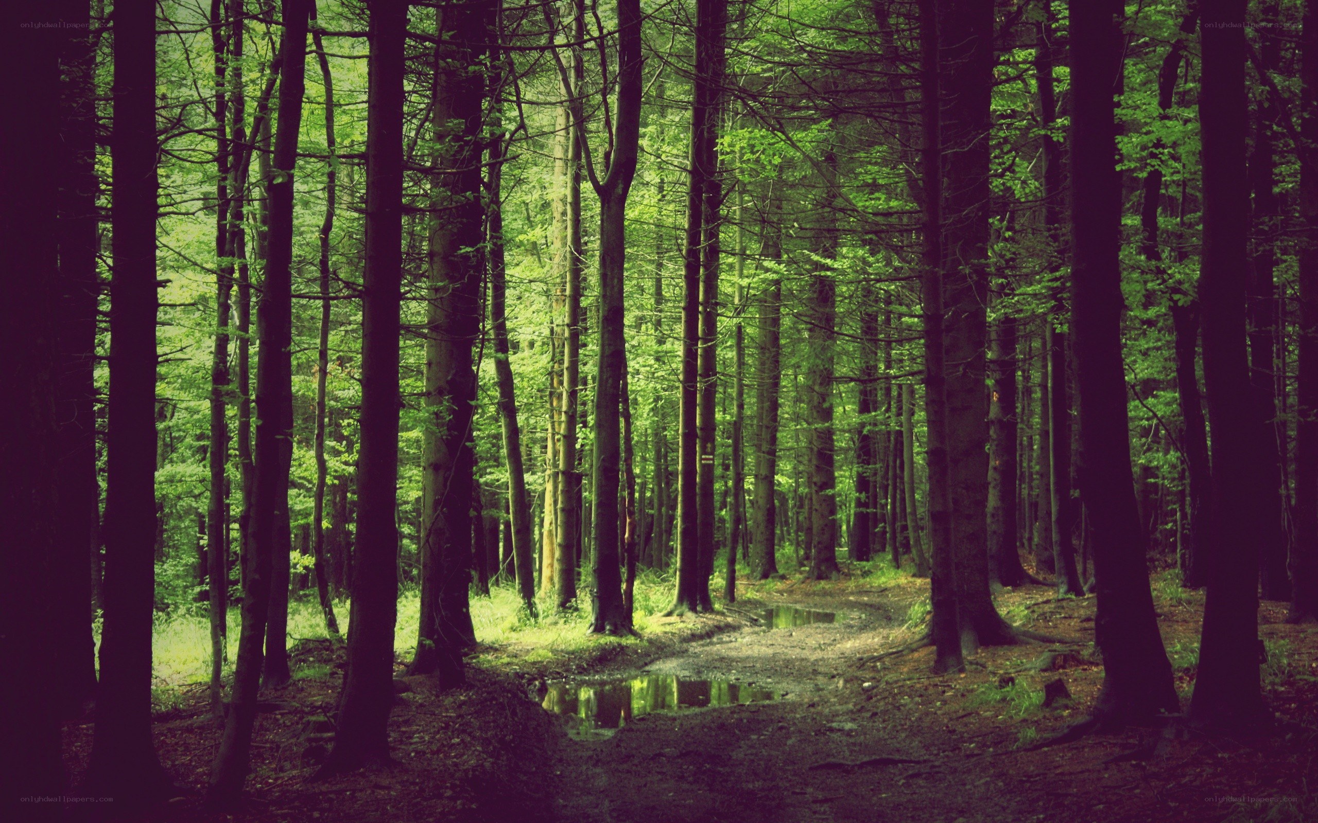Forest path with puddles