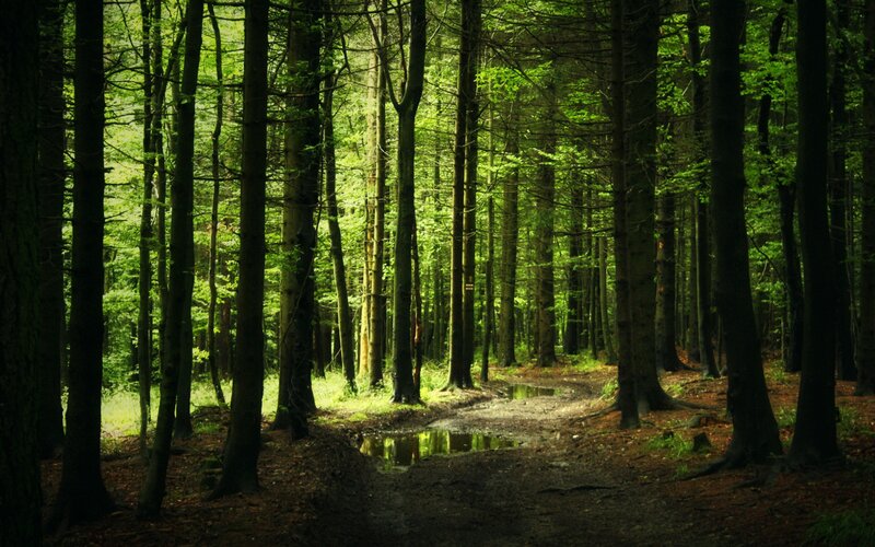 Forest Path with Puddles — Green, Serene, Morning