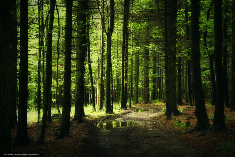 Forest Path with Puddles — Green, Serene