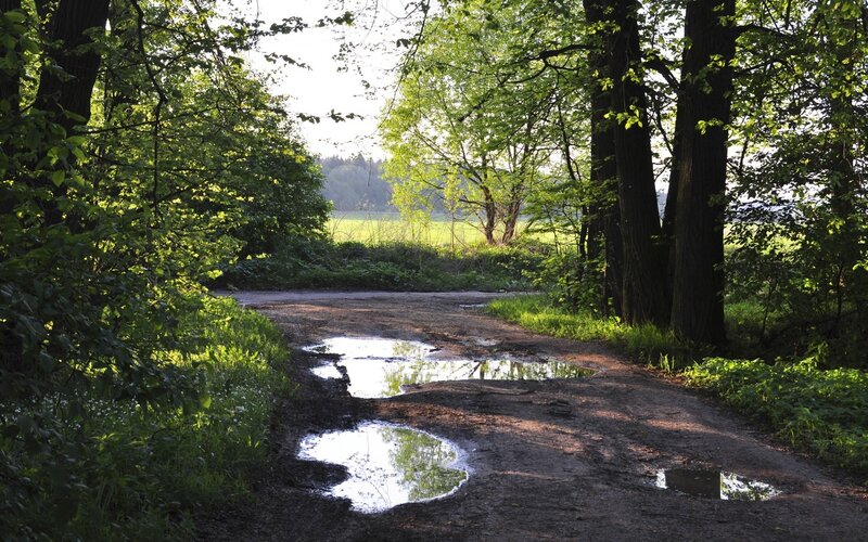 Forest path with puddles