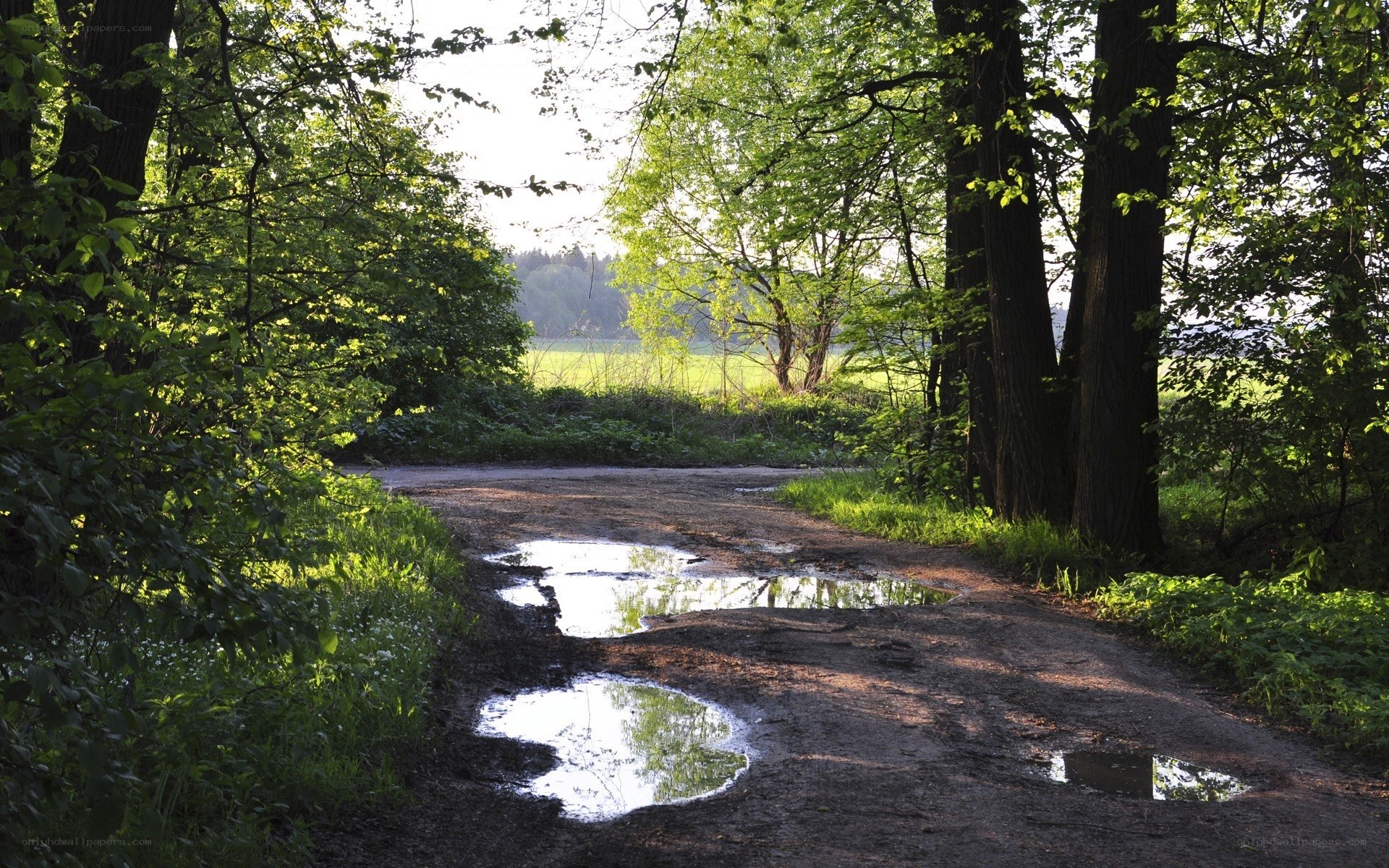 Forest path with puddles
