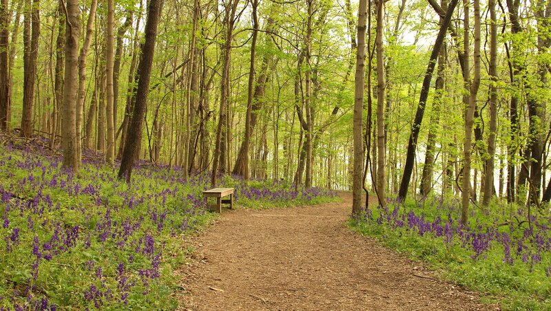 Forest path with purple flowers