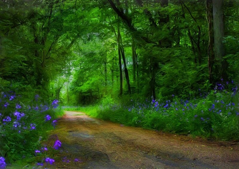 Forest path with purple flowers