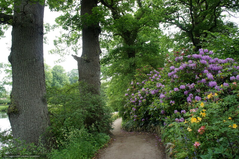 Forest path with purple flowers