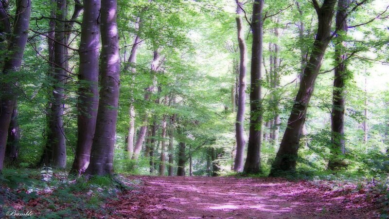 Forest path with purple light