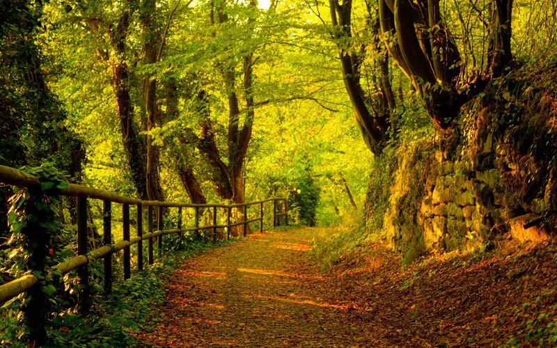 Forest Path with Railing — Green, Serene, Afternoon