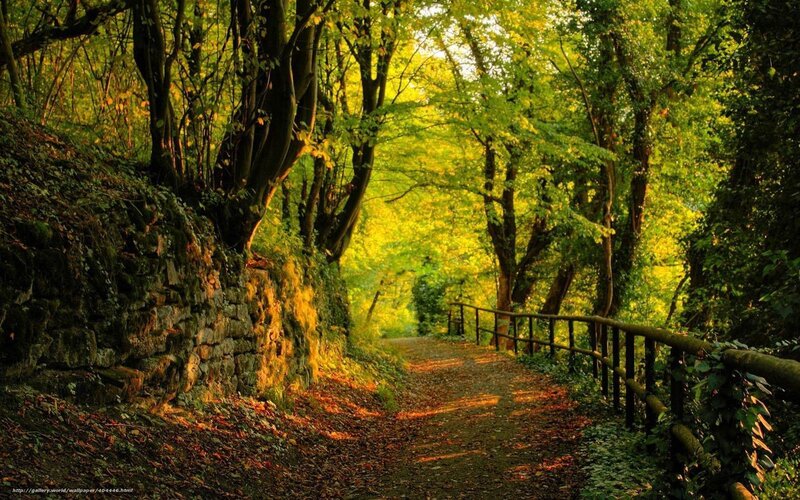 Forest Path with Railing — Green, Serene