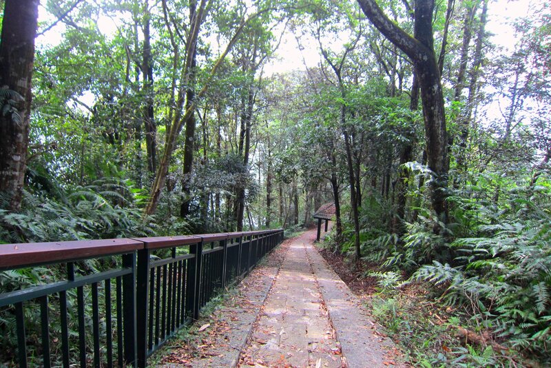 Forest Path with Railing — Green