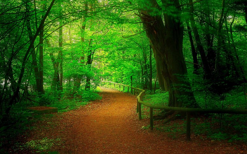 Forest Path with Railing