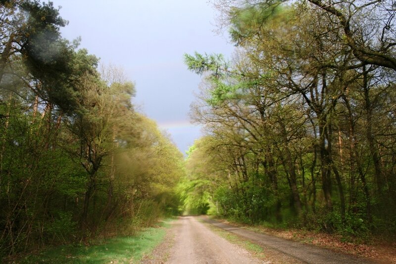 Forest path with rainbow