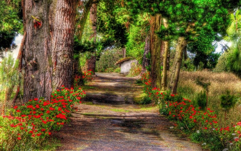 forest path with red flowers