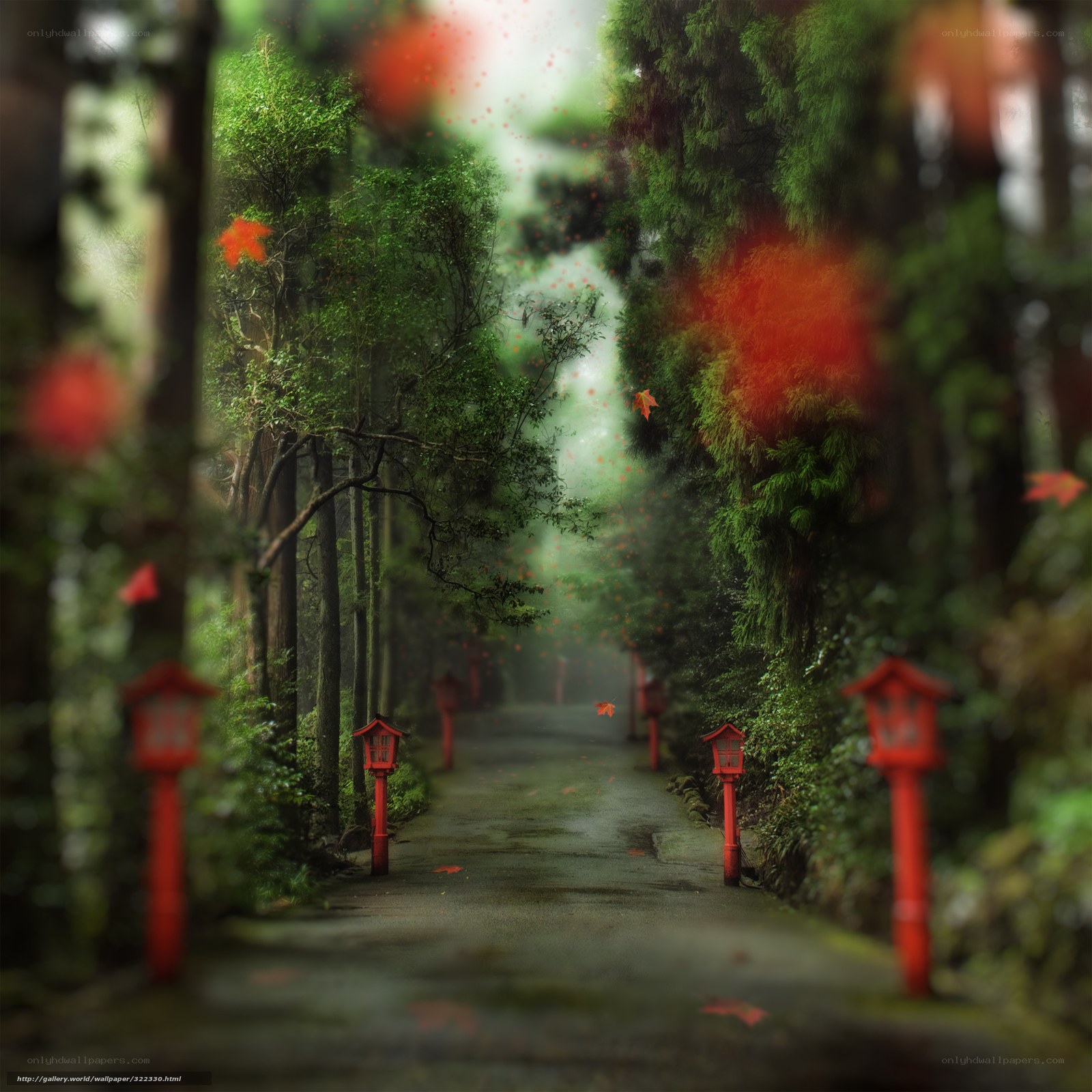 Forest path with red lanterns