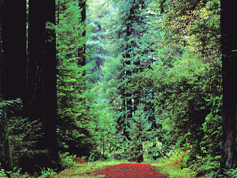 Forest path with red leaves