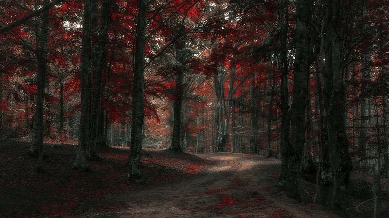 Forest Path with Red Leaves — Dark, Autumn