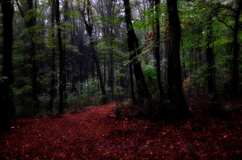 Forest Path with Red Leaves — Dark