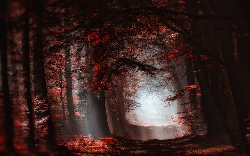 Forest Path with Red Leaves — Dramatic, Autumn, Digital Art