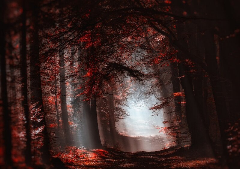 Forest Path with Red Leaves — Dramatic, Autumn, Photograph