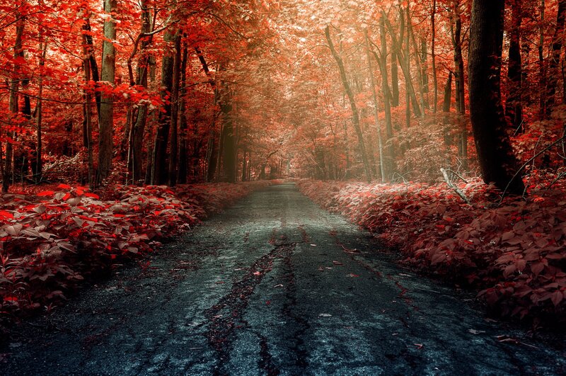 Forest Path with Red Leaves — Dramatic, Autumn, Photograph, Trees