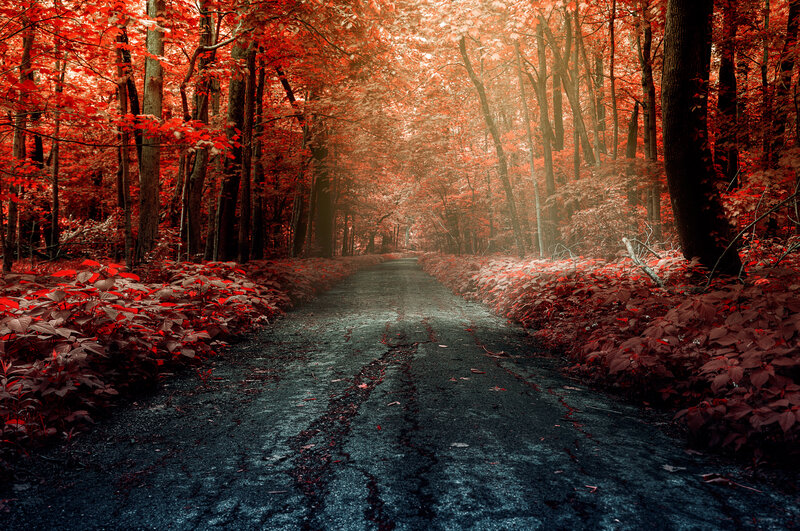 Forest Path with Red Leaves — Dramatic, Autumn