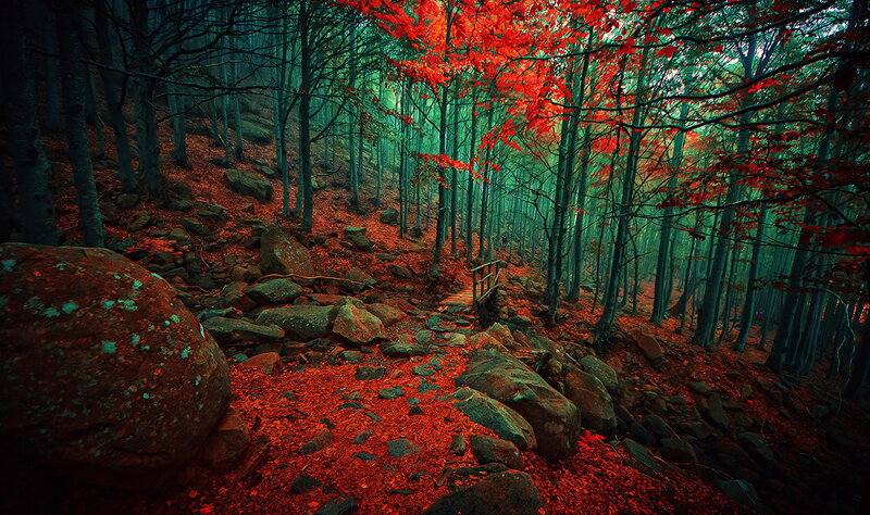 Forest Path with Red Leaves — Dramatic