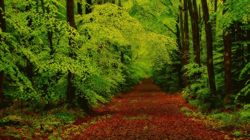 Forest Path with Red Leaves — Green, Serene