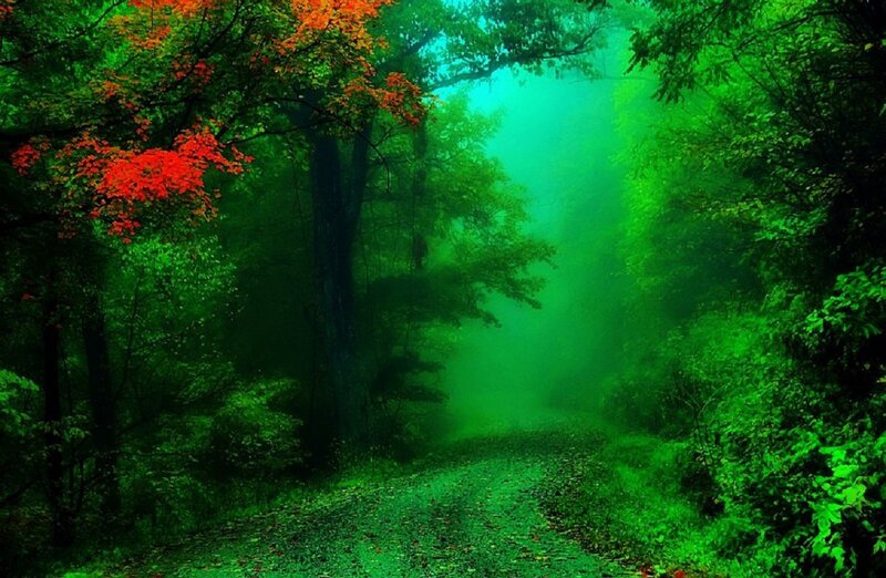 Forest Path with Red Leaves — Green