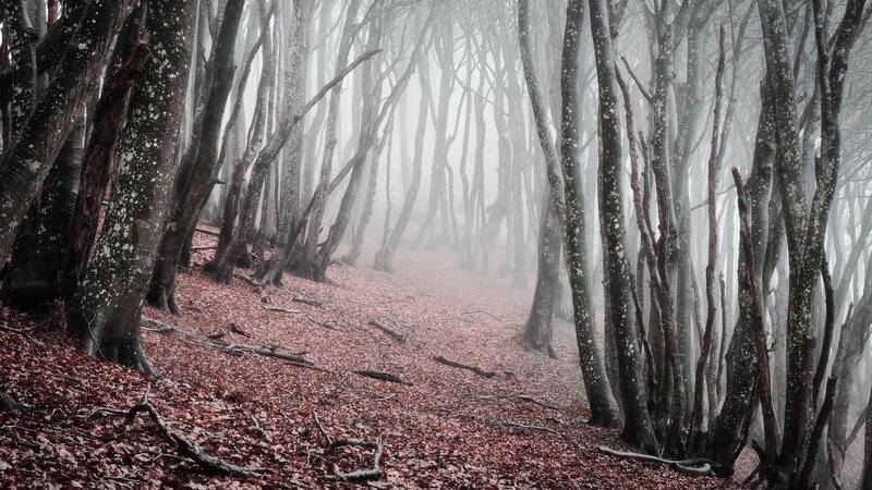 Forest Path with Red Leaves — Misty