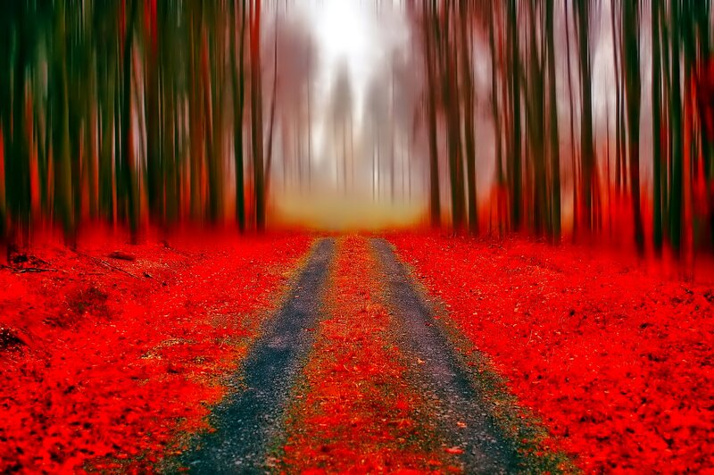 Forest Path with Red Leaves — Mysterious, Autumn, Photograph