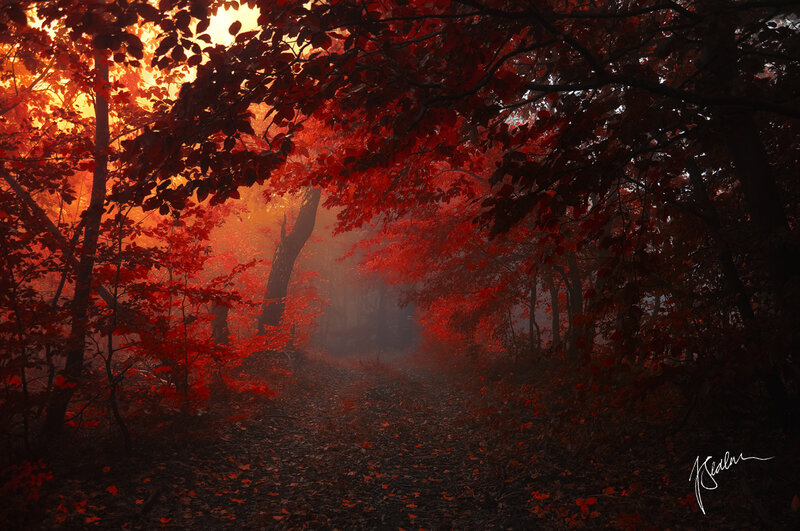 Forest Path with Red Leaves — Mysterious, Autumn