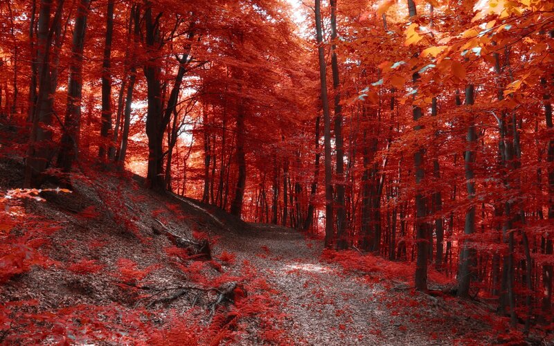 Forest Path with Red Leaves — Serene, Autumn, Photograph