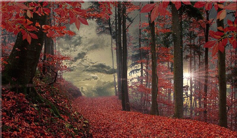 Forest Path with Red Leaves — Serene, Autumn