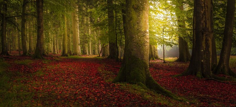 Forest Path with Red Leaves — Serene, Morning