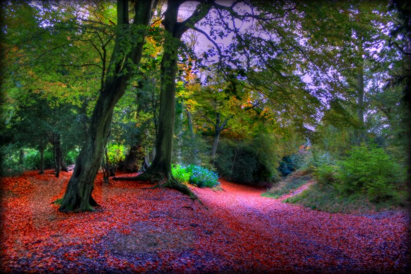 Forest Path with Red Leaves — Serene