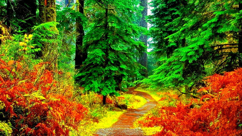 Forest Path with Red Shrubs
