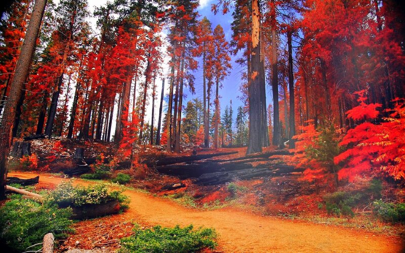 Forest Path with Red Trees — Dramatic