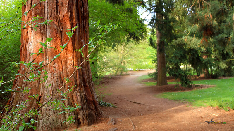 Forest path with redwood tree