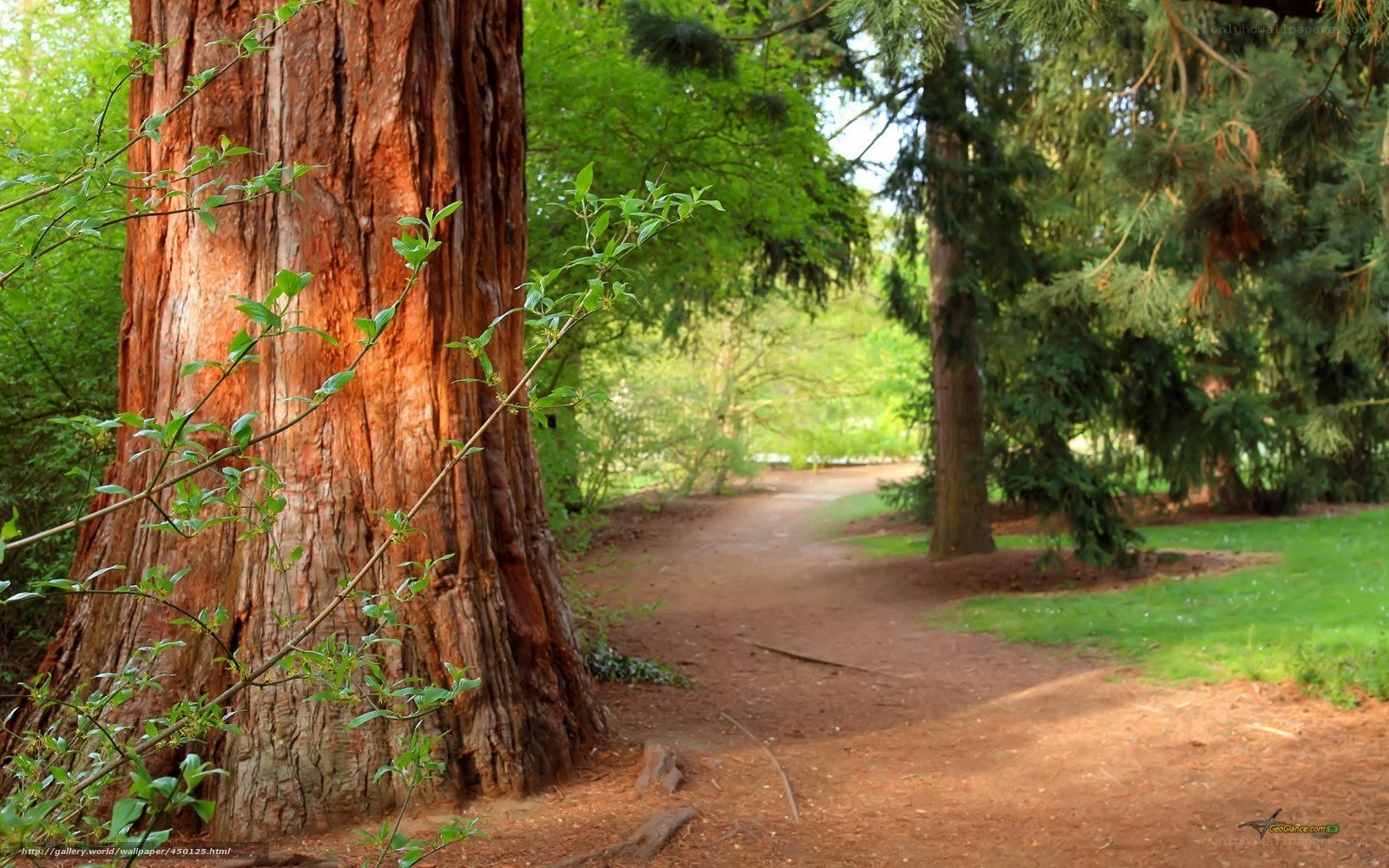 Forest path with redwood tree