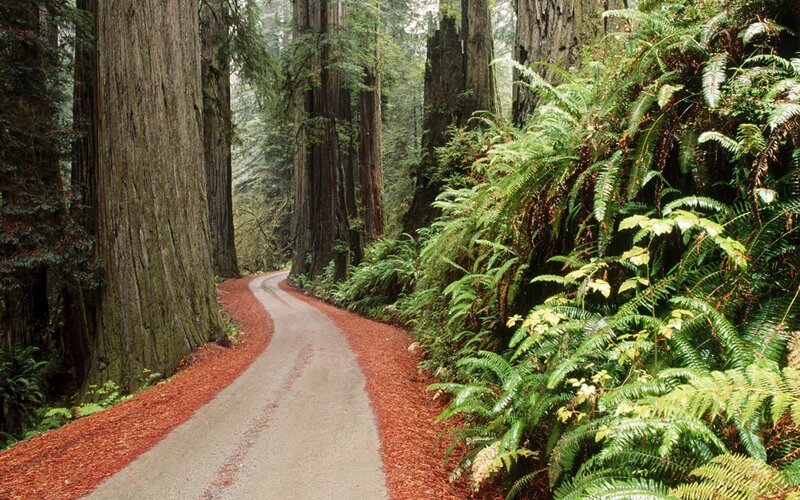 Forest path with redwood trees