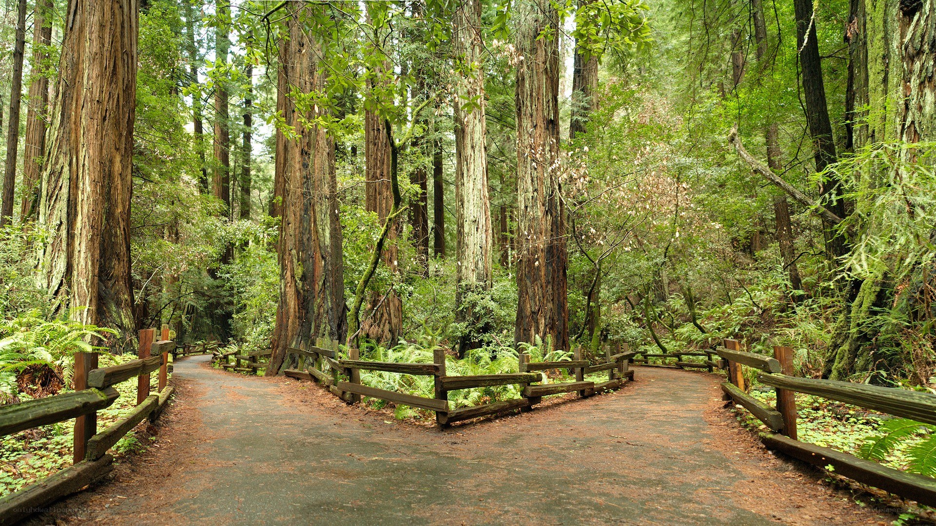 Forest path with redwood trees