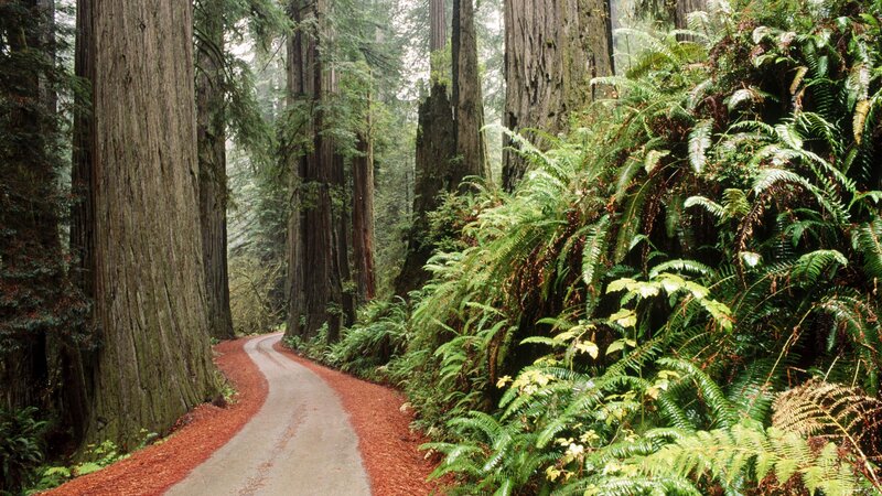 Forest path with redwood trees